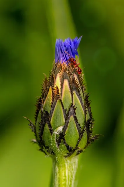 "Warrior Queen" Photo Print